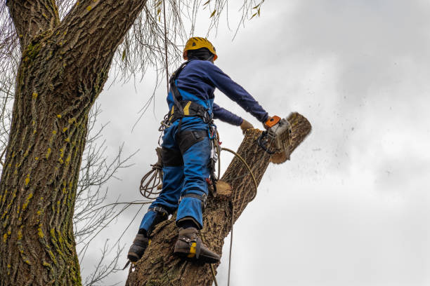 Trusted Mack, OH  Tree Services Experts